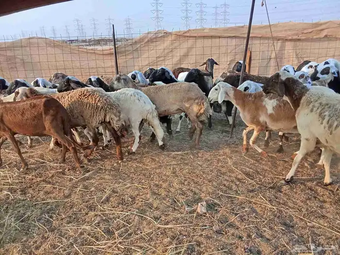 غنم مهجنه سوكنيه وحريه 9