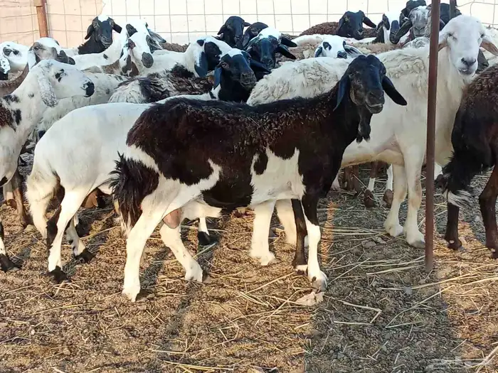 غنم مهجنه سوكنيه وحريه 2