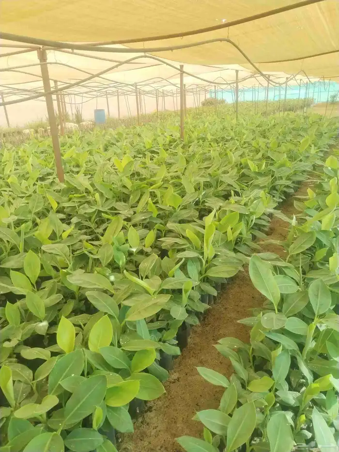 جميع انواع شتلات المانجو 5