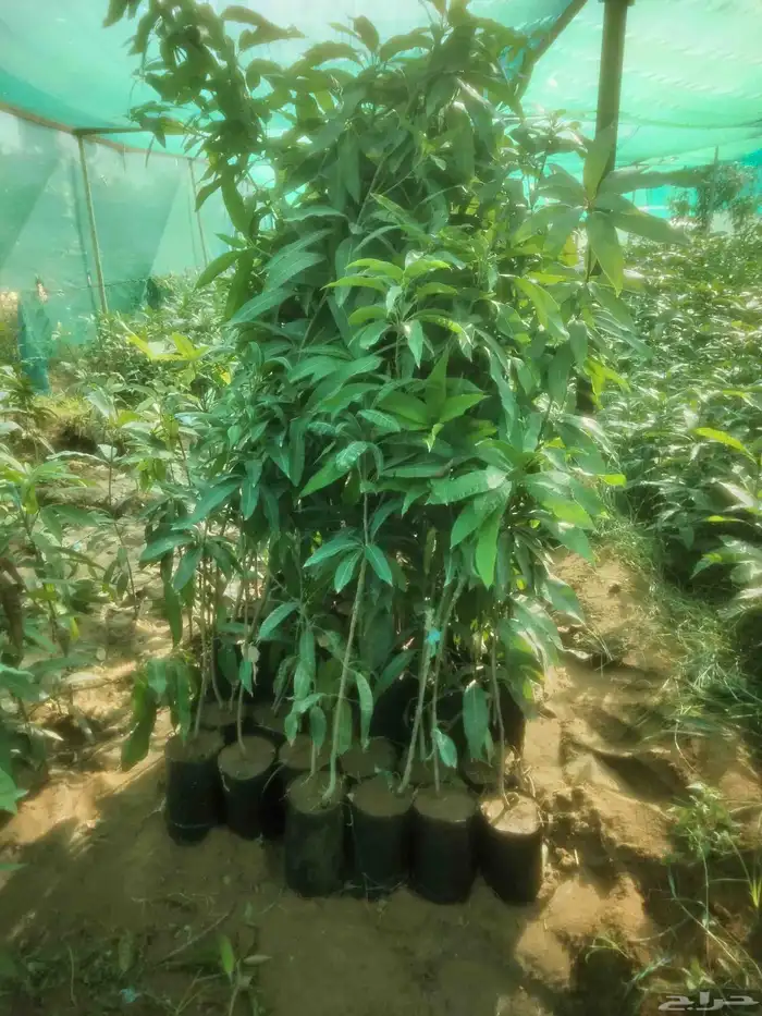 مشاتل جازان صبياء الجميع انوع منجوه لنجراع وحمضيات 7