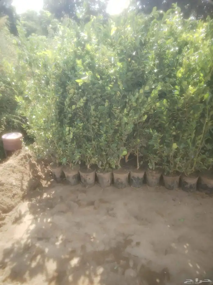 مشاتل جازان صبياء الجميع انوع منجوه لنجراع وحمضيات 0