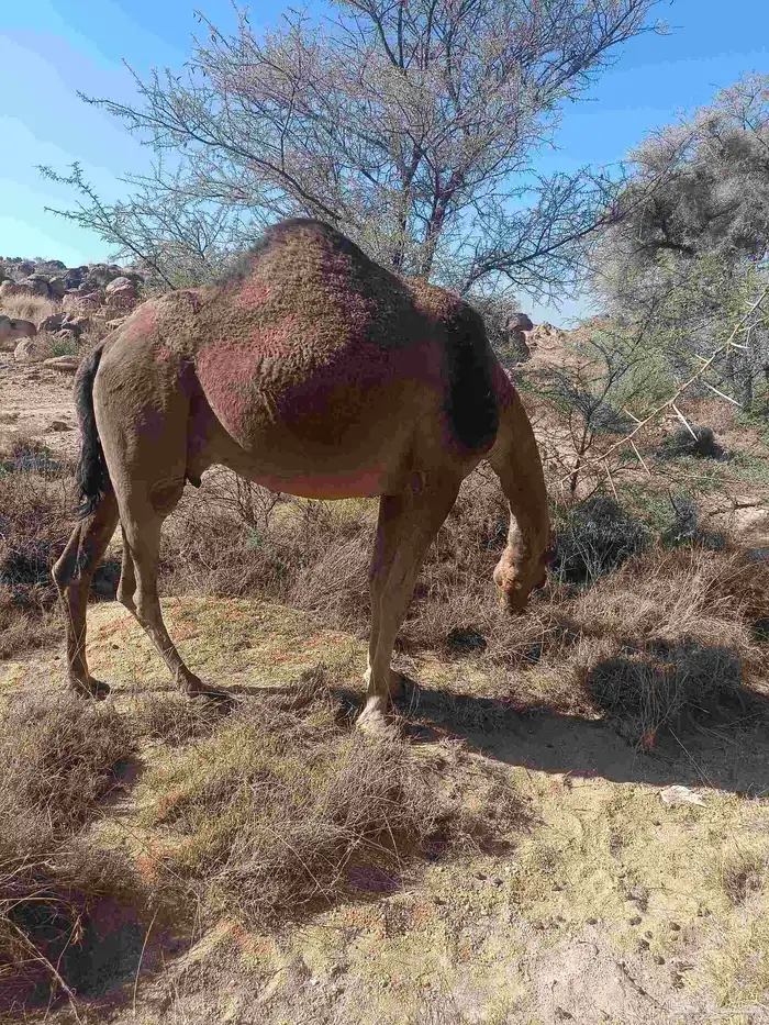 الخلفه الحمرا الطيبه 2