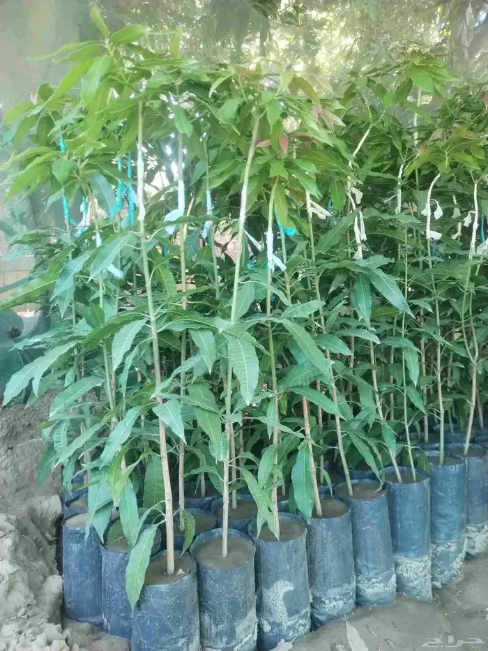 جميع انواع شتلات المانجو 1