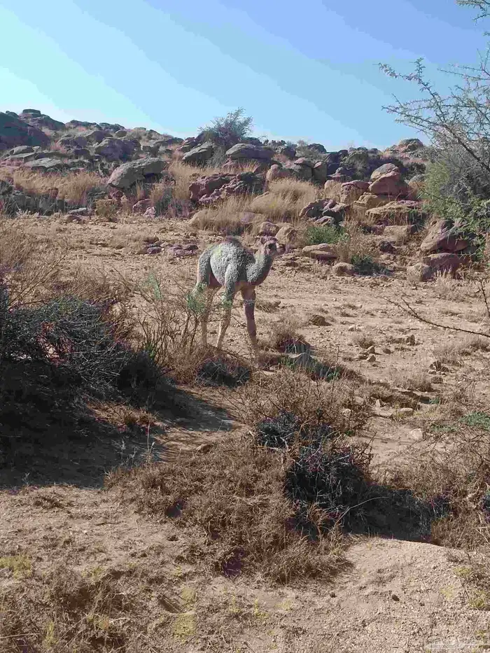 الخلفه الحمرا الطيبه 4