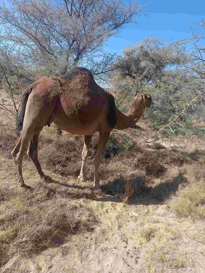 الخلفه الحمرا الطيبه 1