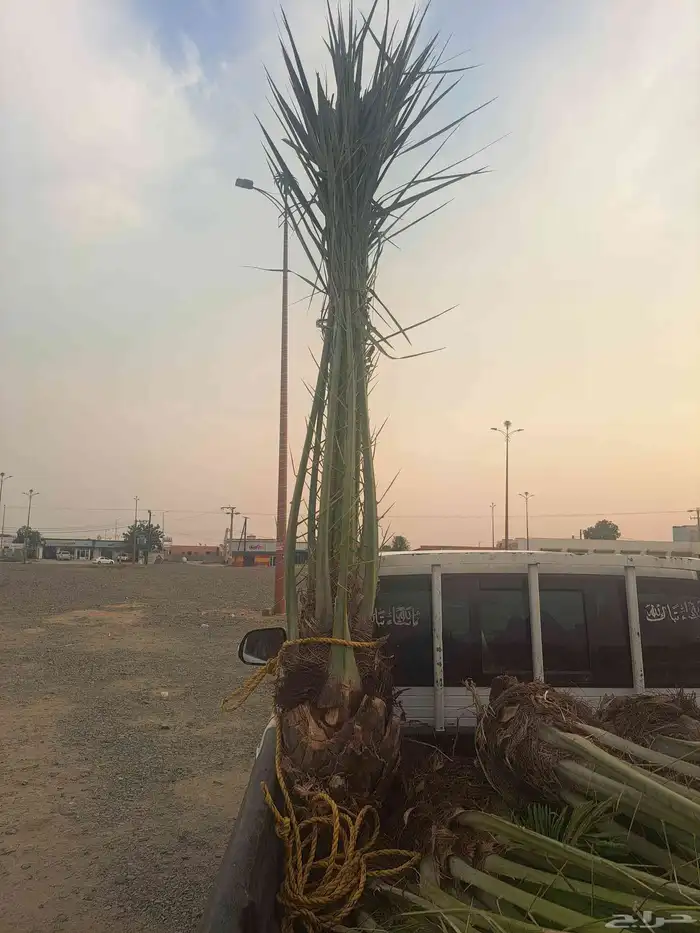 نخل للبيع جميع انواع انخيل المثمار وزينه 3