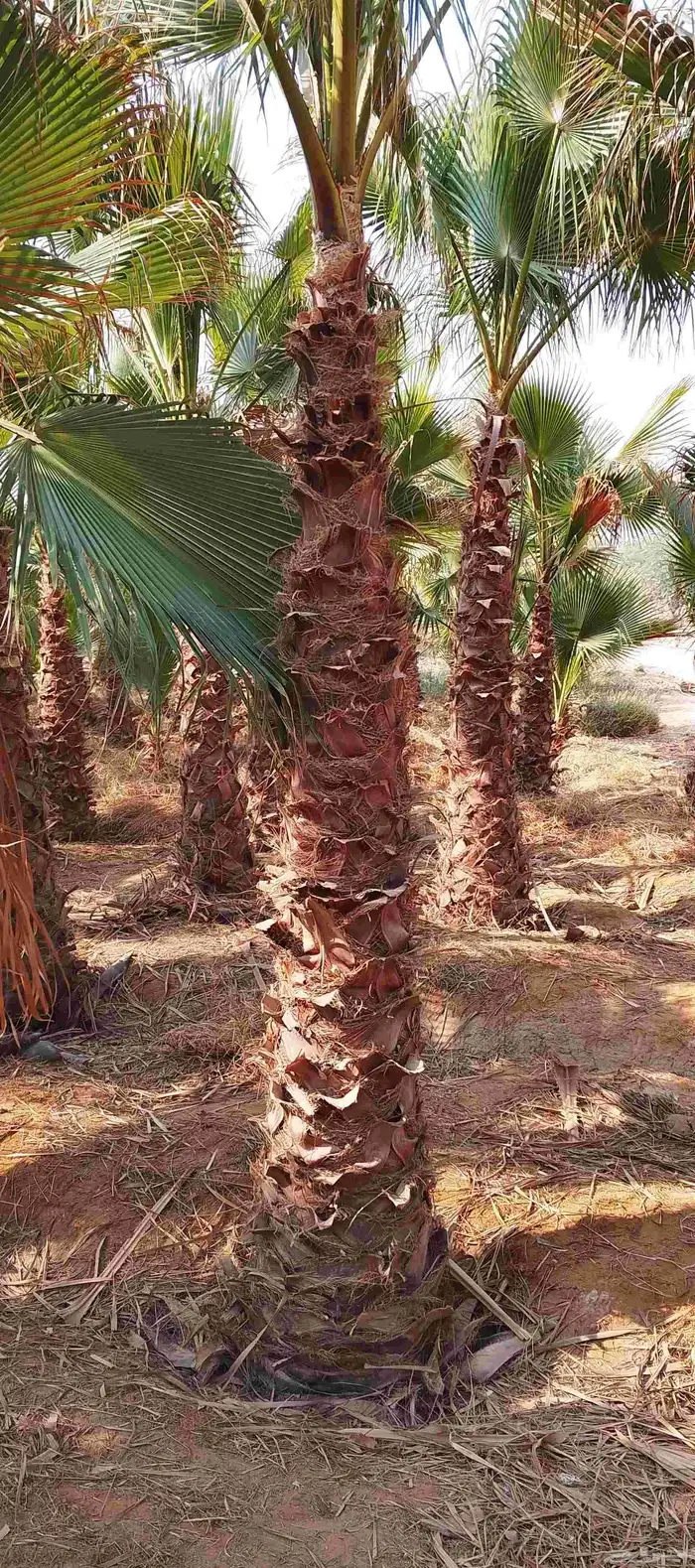 نخل واشنطن زينه أمريكي طبيعي 1