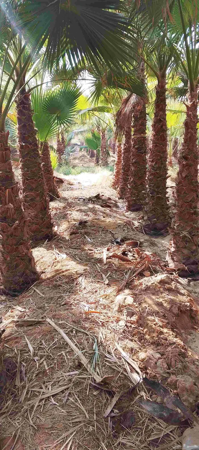 نخل واشنطن زينه أمريكي طبيعي 4