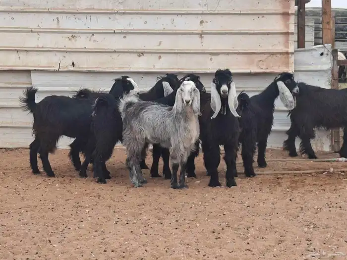 جفار عوارض خصم العدد 7 بلفحل 5