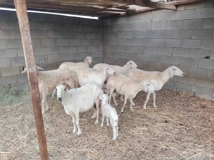 مقاني حريات 1