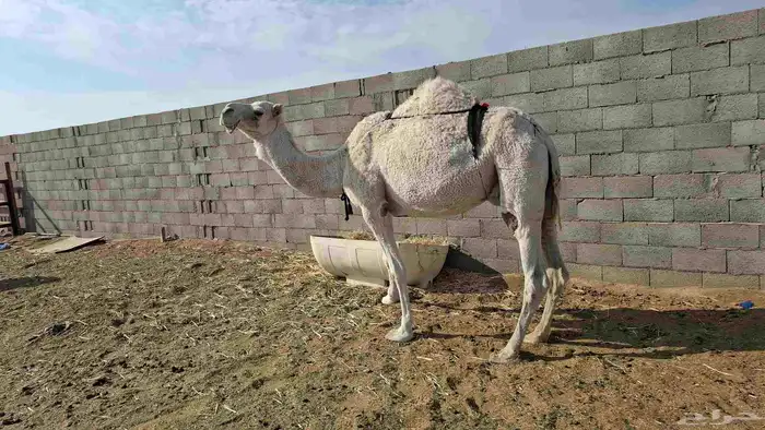 الخفوت الوضحا على جميع الشروط مبرك مقام ديوس عيون شرط 2