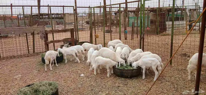 بهم ضحايا للبيع 1