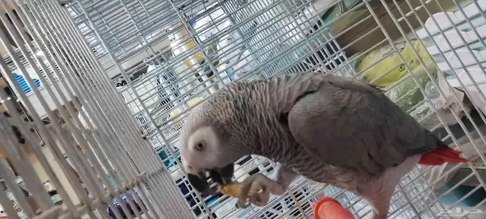 African Cockatoo Parrot 0