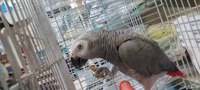 African Cockatoo Parrot 2