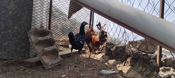دجاجة كويتيه و ديك بلدي 1