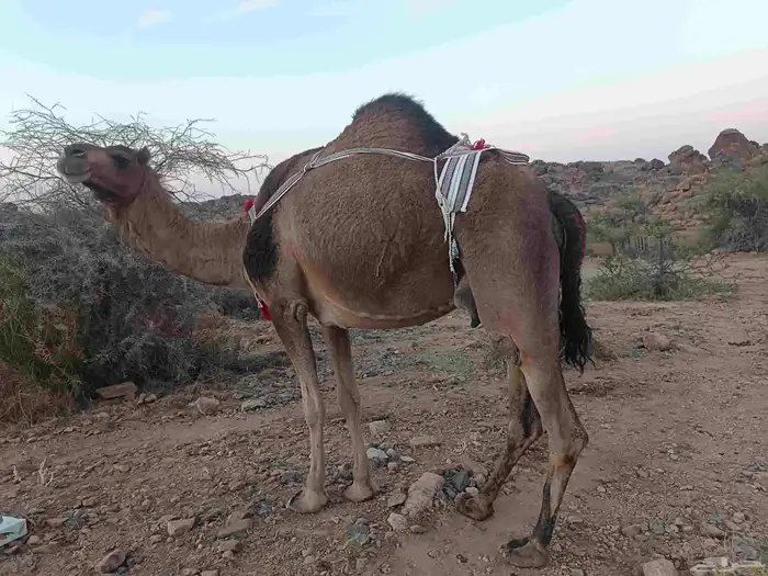 الخلفه الحمرا الطيبه 0