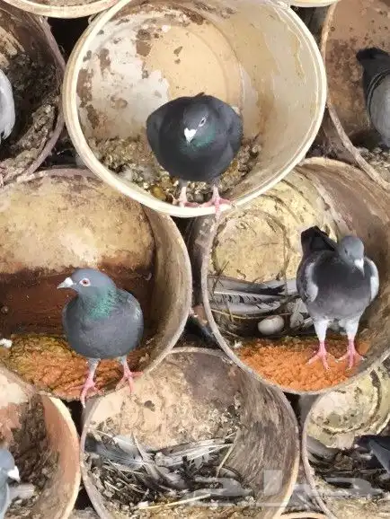 حمام زاجل اسود وازرق للبيع 5