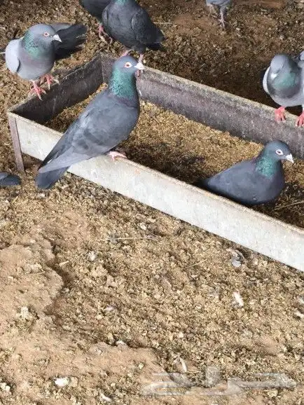 حمام زاجل اسود وازرق للبيع 9