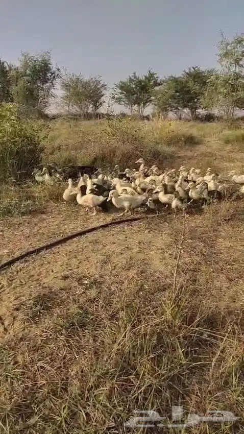 صوص بط بلدي تحضين 8