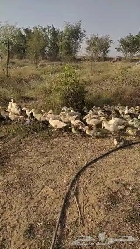 صوص بط بلدي تحضين 9