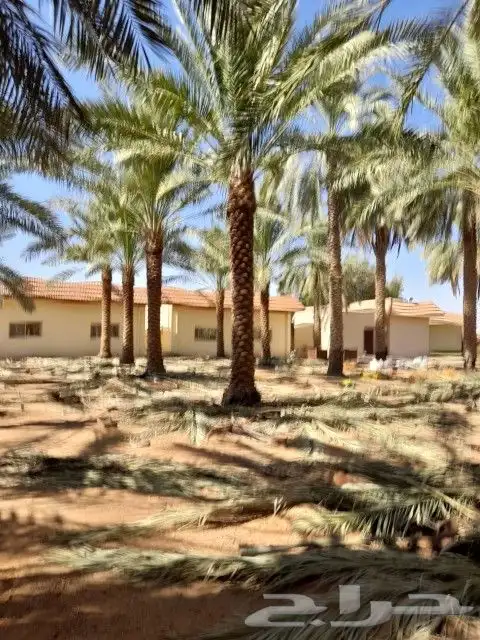 البيع نخل بلدي ونخل وشنطني شجار زيتون 1