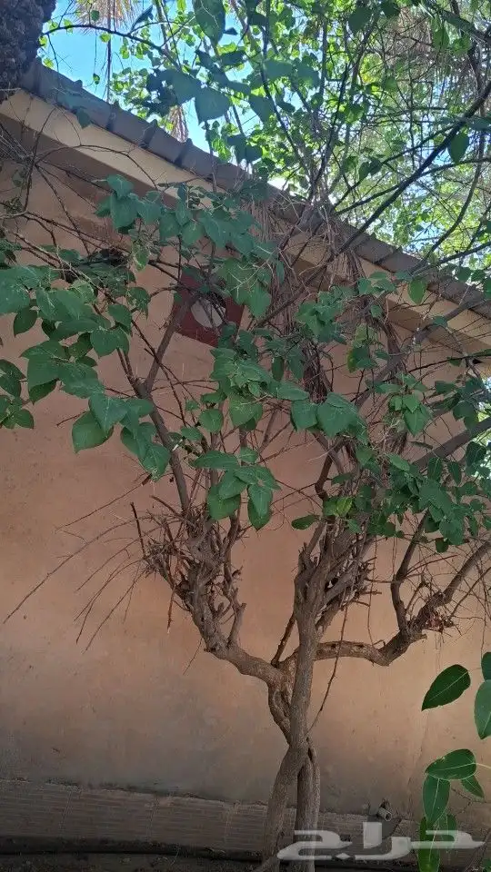 الشجار لبيع فيه جهنمات وشجار نادره الموقع طايف مزرعت السديري 4