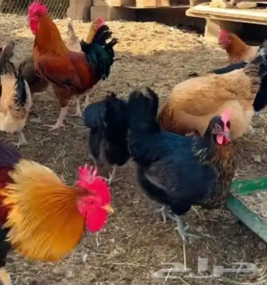 دجاج وديوك بلدي بياض 3