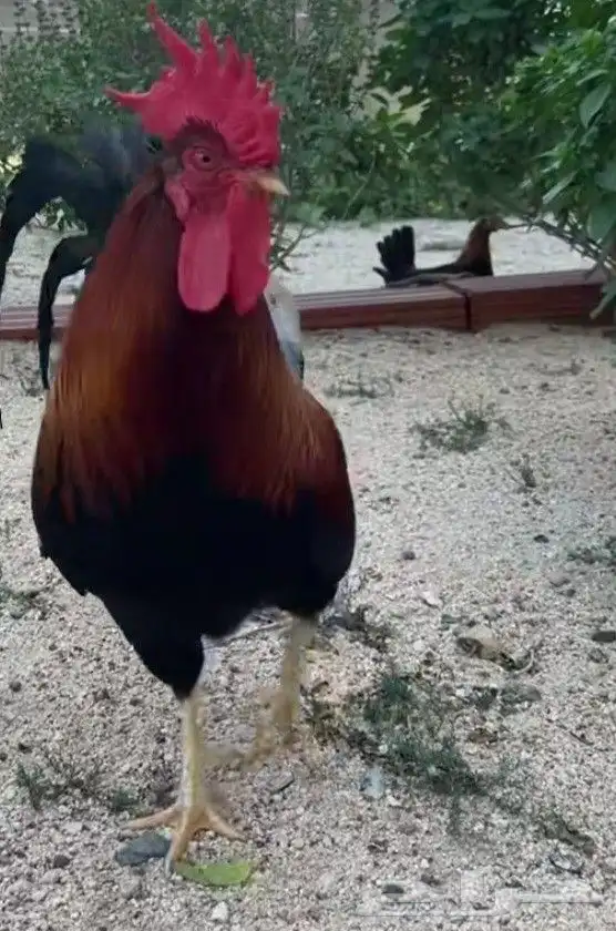 دجاج وديوك بلدي بياض 0