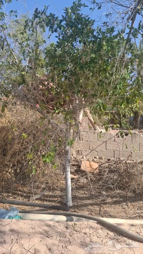 الشجار لبيع فيه جهنمات وشجار نادره الموقع طايف مزرعت السديري 3