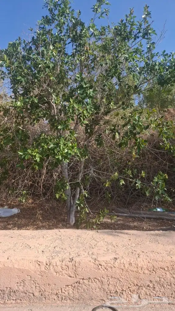 الشجار لبيع فيه جهنمات وشجار نادره الموقع طايف مزرعت السديري 2