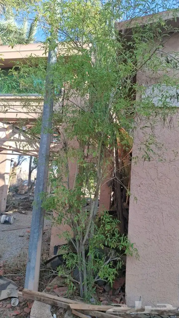 الشجار لبيع فيه جهنمات وشجار نادره الموقع طايف مزرعت السديري 7