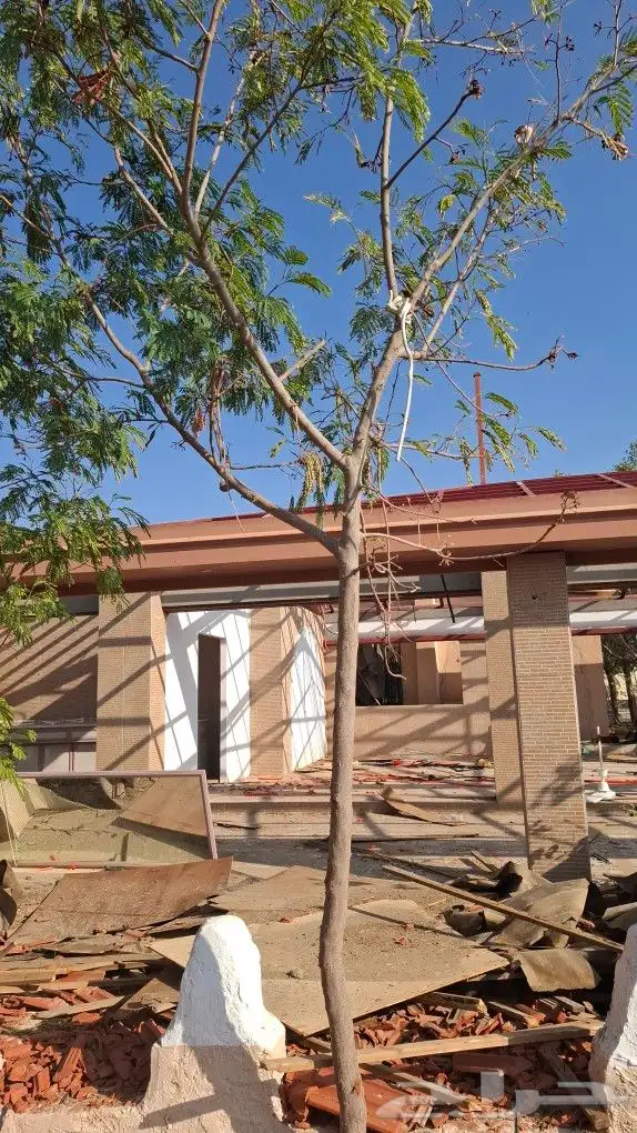 الشجار لبيع فيه جهنمات وشجار نادره الموقع طايف مزرعت السديري 8