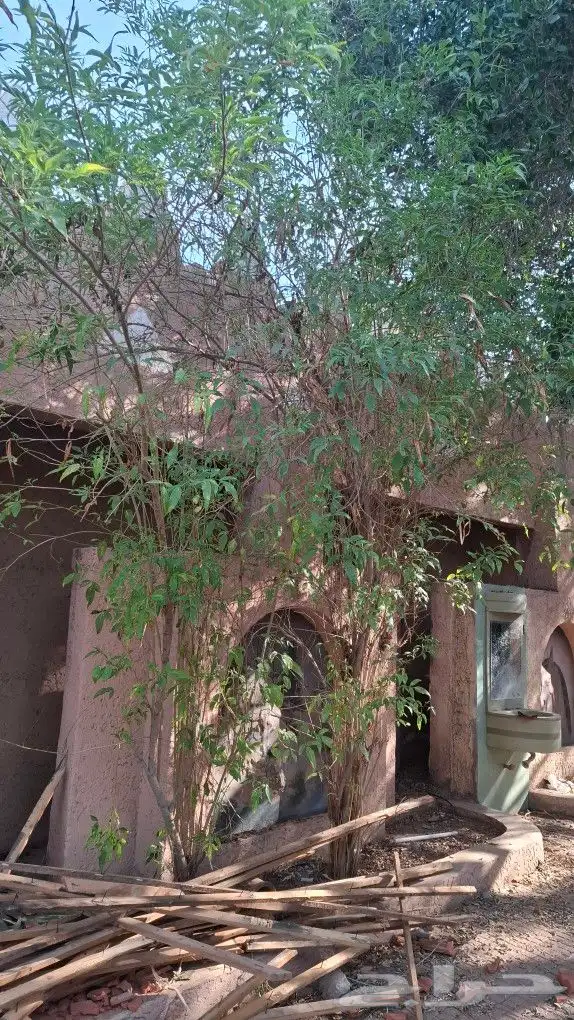 الشجار لبيع فيه جهنمات وشجار نادره الموقع طايف مزرعت السديري 6