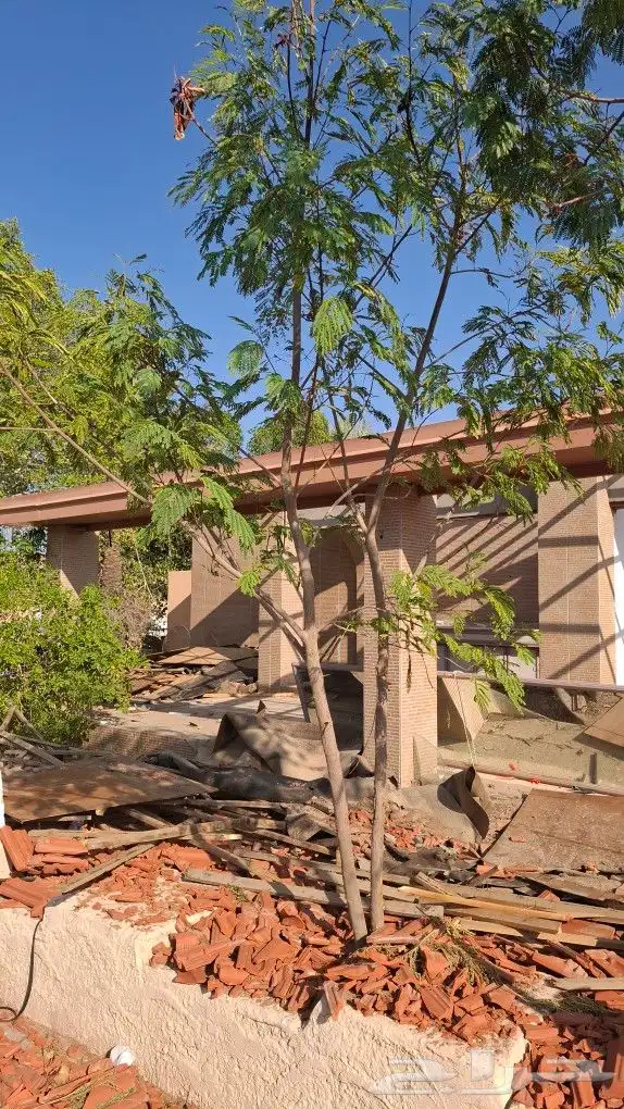 الشجار لبيع فيه جهنمات وشجار نادره الموقع طايف مزرعت السديري 9