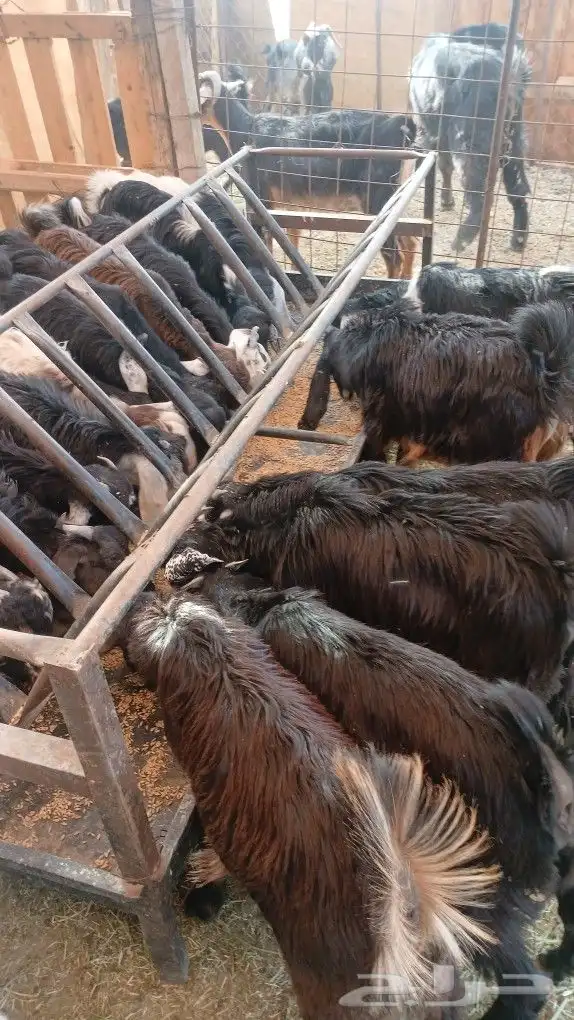 تيوس وجفار مندي 2