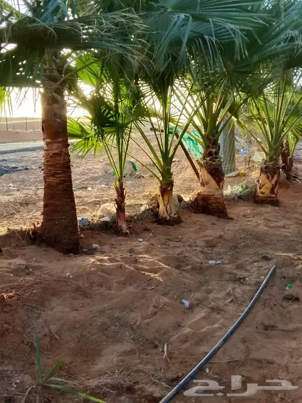 تنظيف نخل تكريب نخل قلع نخل 6