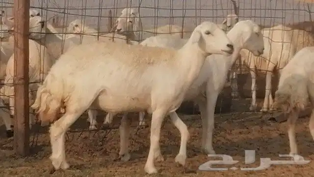 رخال حرية صنف للبيع 14