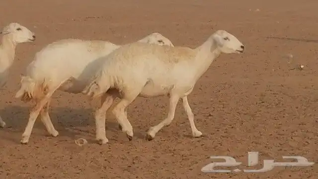 رخال حرية صنف للبيع 20