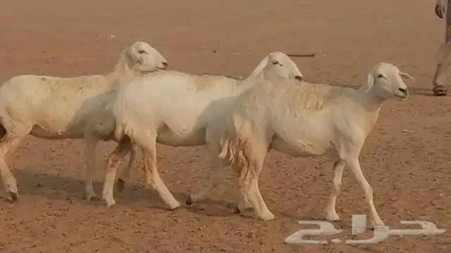 رخال حرية صنف للبيع 0