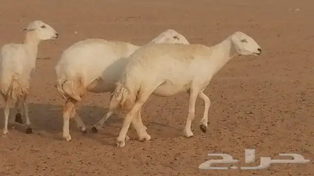 رخال حرية صنف للبيع 21