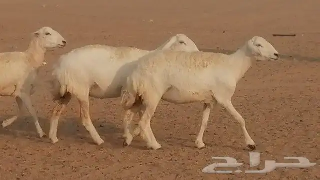 رخال حرية صنف للبيع 19