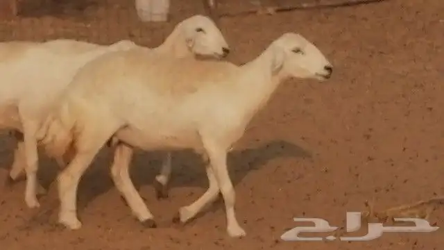 رخال حرية صنف للبيع 23