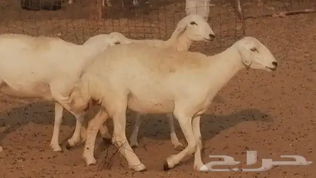 رخال حرية صنف للبيع 11