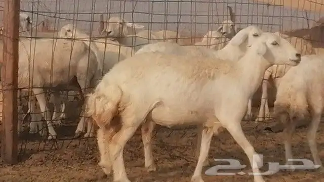 رخال حرية صنف للبيع 13