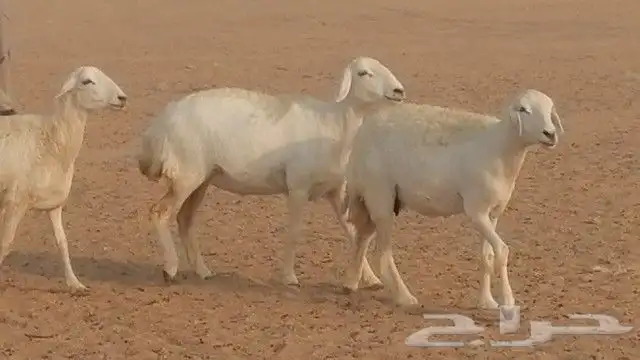 رخال حرية صنف للبيع 3