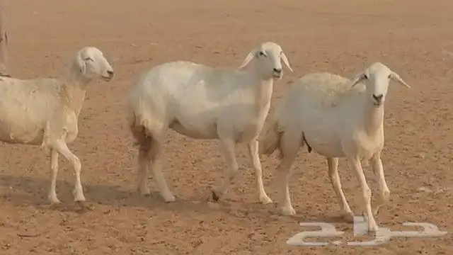 رخال حرية صنف للبيع 1