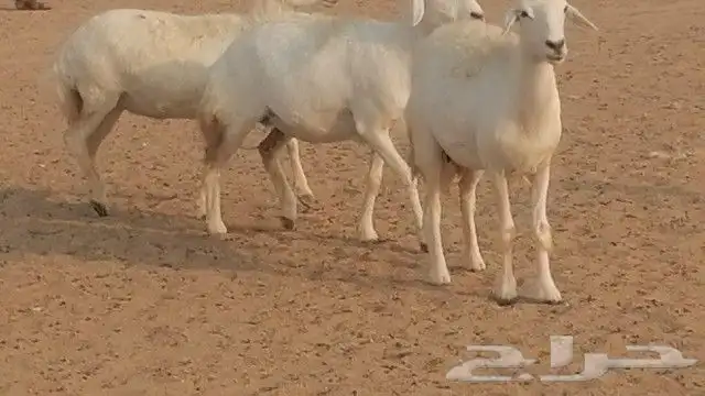 رخال حرية صنف للبيع 4