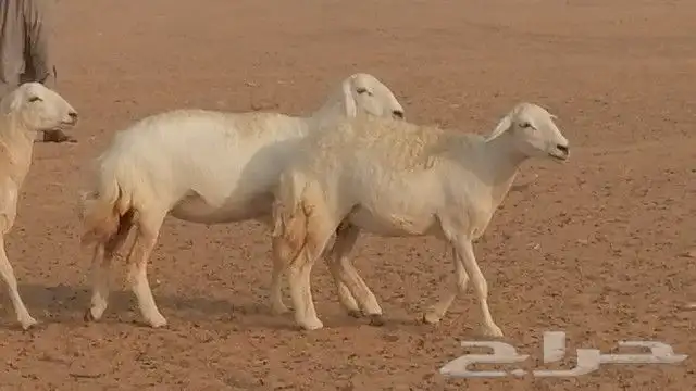 رخال حرية صنف للبيع 16