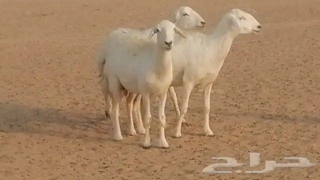 رخال حرية صنف للبيع 2