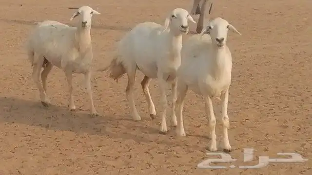 رخال حرية صنف للبيع 8